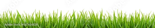 Fototapeta green grass isolated on transparent background, png

