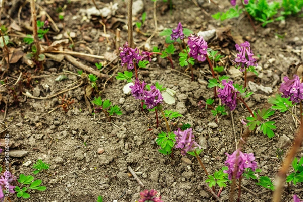 Fototapeta Corydalis solida on a garden. Traditional spring plant in forest of northern Europe and Asia