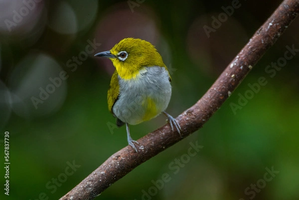 Fototapeta The Javan white-eye (Zosterops flavus)