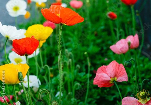 Fototapeta Colourful poppy garden