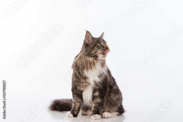 Fototapeta Curious Gray Maine Coon Cat Sitting on White Desk with Reflection. White Background. Tongue Out