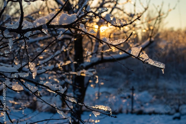 Fototapeta Tree branches covered with water ice and icicles hanging down from them.