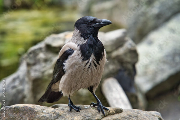 Fototapeta crow on the ground