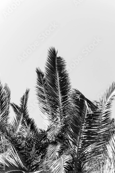 Fototapeta palm leaves in black and white image. Elegant tropical plants