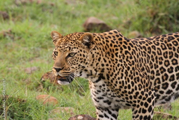 Obraz Face closeup of a wild leopard walking in savanna