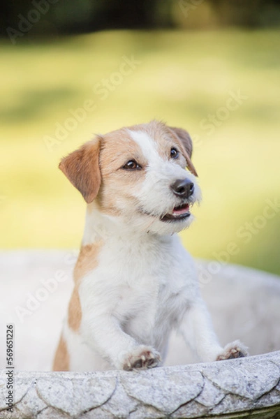 Fototapeta kleiner Hund, Terrier im Sommer draußen