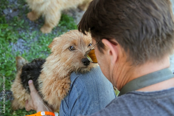 Fototapeta dog gently looks at the owner