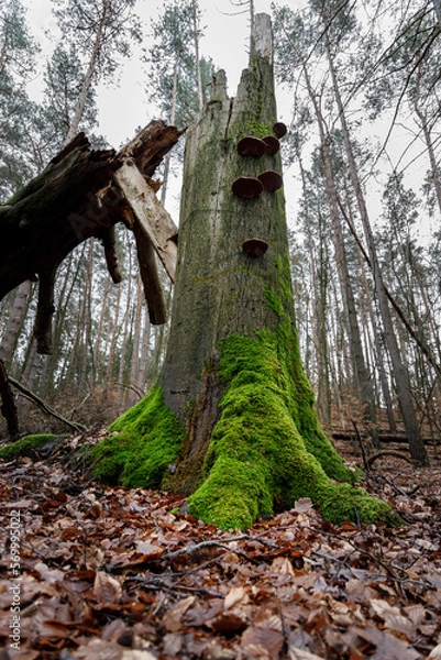 Fototapeta Fallen tree in a forest outside of Berlin