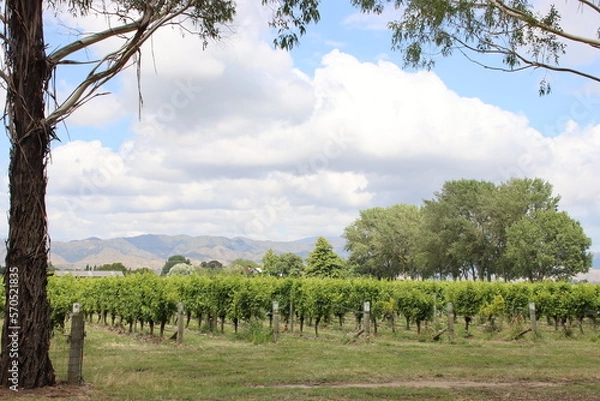 Fototapeta Vineyard in the Marlborough region of the South Island of New Zealand.