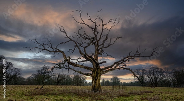 Fototapeta Old tree with sunset background