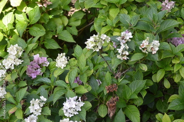 Fototapeta white flowers in the garden