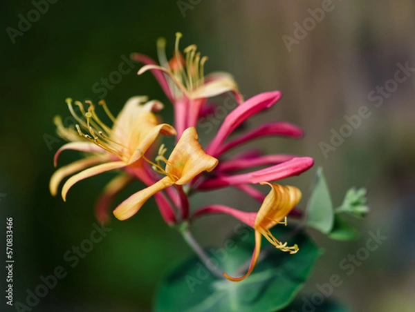 Fototapeta Close up of colorful flowers blooming on a honeysuckle vine.