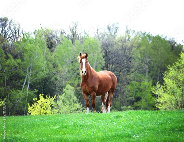 Fototapeta Brown horse with white blaze standing in a meadow.