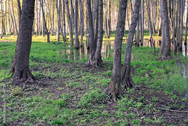 Fototapeta Spring landscape in the park