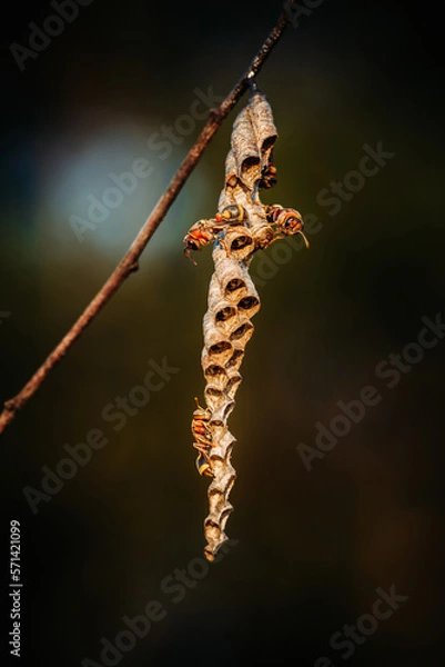 Fototapeta Close up Ropalidia Fasciata, Paper Wasp taking care it's tiny nest on nature background, Thailand.