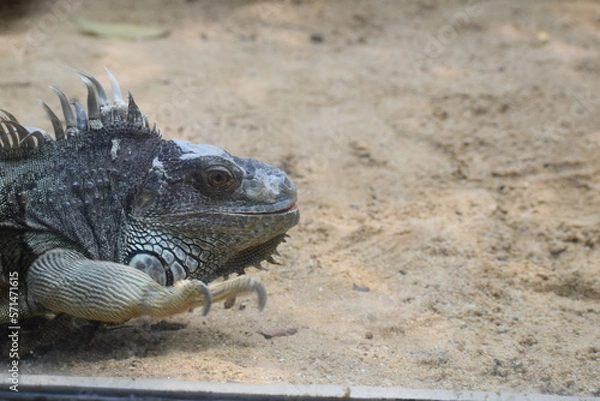 Fototapeta iguana on a rock