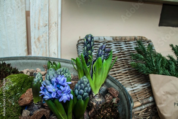 Fototapeta Hyacinth in a pot with bulbs on a background of decorative moss.