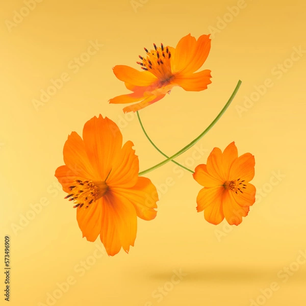 Fototapeta Beautiful orange cosmos flower