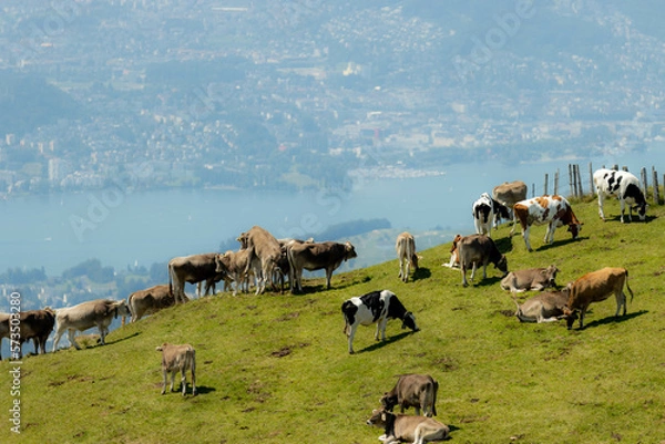 Fototapeta Vache