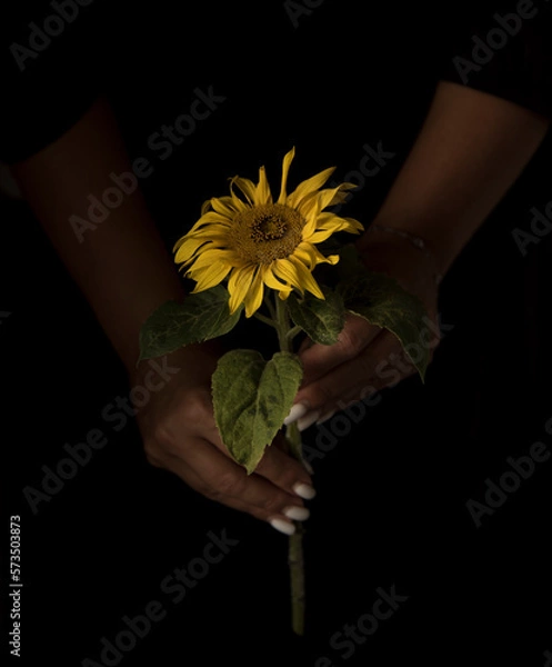 Fototapeta selective focus. yellow sunflower flower in girl's hands