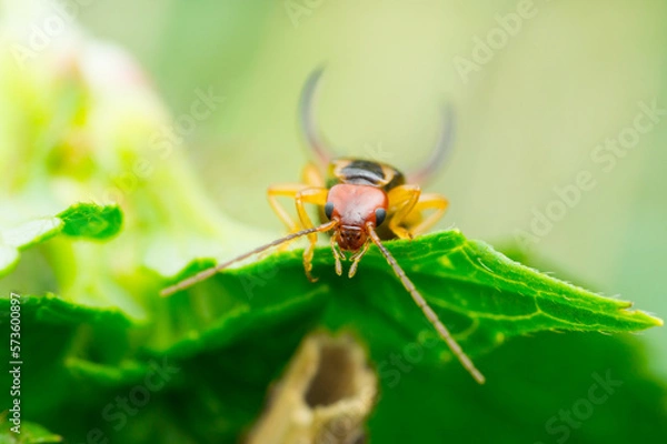 Obraz Isolated close-up of an earwig on a leaf looking at you (Dermaptera)