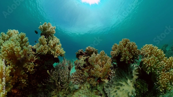 Fototapeta Underwater fish garden reef. Reef coral scene. Seascape under water. Philippines.