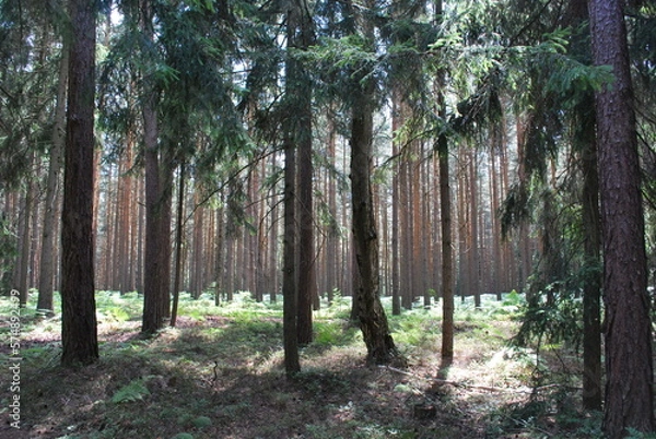 Fototapeta The interior of a spruce and pine forest.