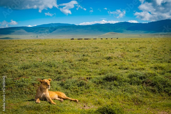 Fototapeta Lioness in Ngorongoro Volcano National Park, Tanzania