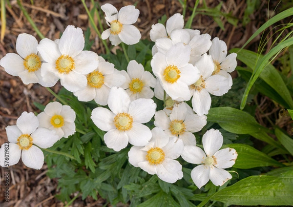 Fototapeta Snowdrop Monrovia Anemone Spring Flowers (Anemone sylvestris)