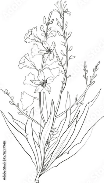 Fototapeta Botanical line art small flowers illustration, floral graphic drawing