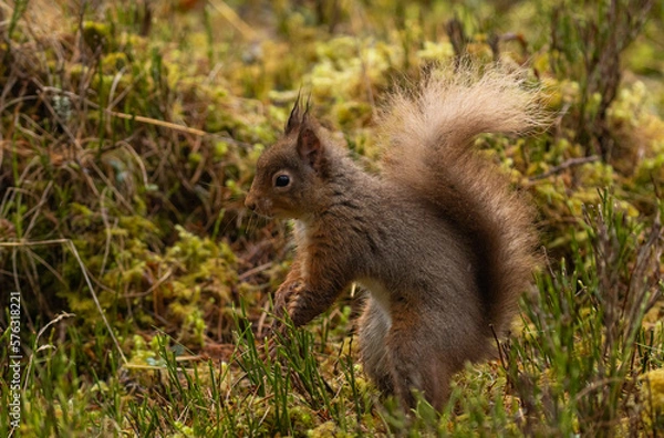 Fototapeta Red Squirrel in Caledonian forest