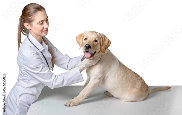 Fototapeta young veterinarian examining a labrador retriever