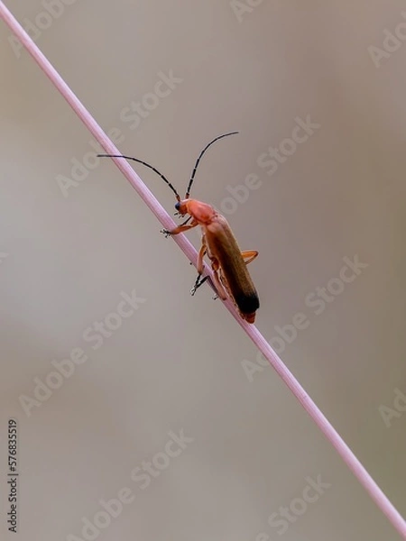 Fototapeta Red soldier beetle /Rhagonycha fulva