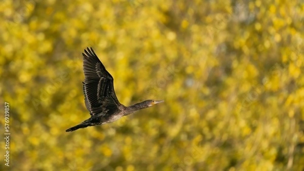 Fototapeta Cormorant /Phalacrocoracidae