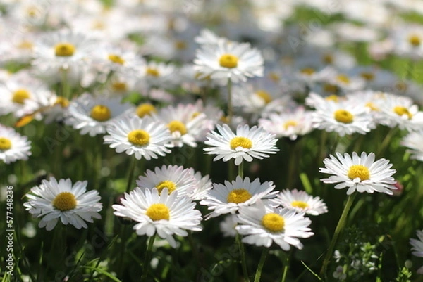 Fototapeta stokrotka pospolita Bellis perennis