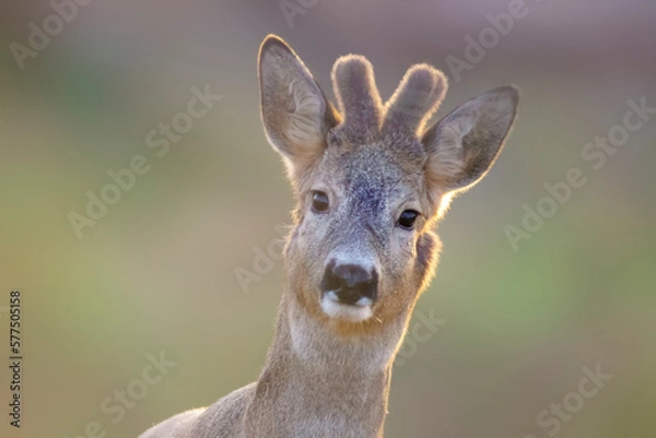 Obraz one portrait of a pretty roebuck in summer