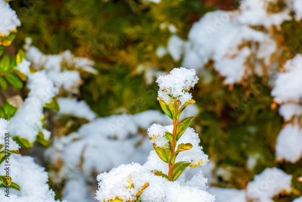 Fototapeta Green and brown leaves of boxwood hedge greenery Buxus sempervirens Aurea covered with snow