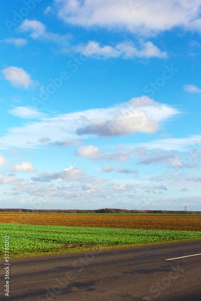 Fototapeta Rapeseed field in autumn.