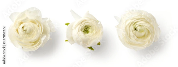 Fototapeta set 1 of three beautiful white / cream colored ranunculus buttercup flowers isolated over a transparent background, spring or Mother's Day design elements, top view / flat lay