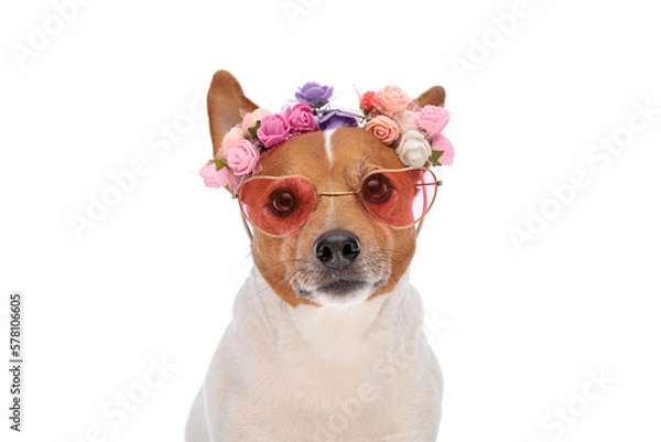 Fototapeta beautiful jack russel terrier dog wearing flowers headband and sunglasses