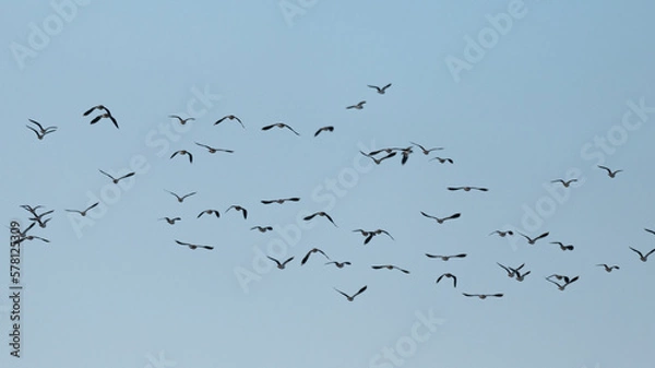 Fototapeta Vanellus vanellus - Lapwing - Vanneau huppé