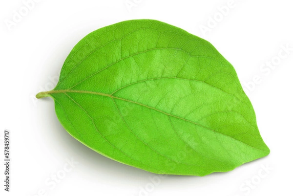 Fototapeta leaf of persimmon fruit isolated on white background with full depth of field. Top view. Flat lay.