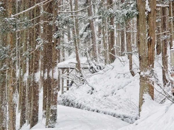 Fototapeta Winter forest  in Japan