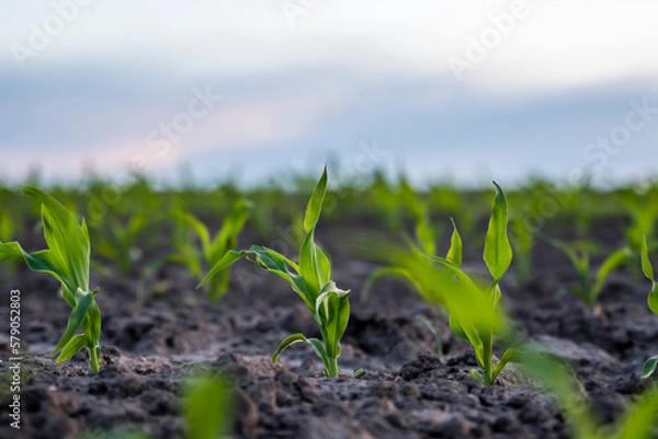 Fototapeta A young green sprout of corn close-up grows in the soil in a garden bed in a sunset.