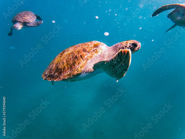 Fototapeta Sea turtles are marine reptiles that inhabit the world's oceans and can be found swimming among tropical coral reefs.From the crystal-clear waters of Cabo Verde's Ilha de Sao Vicente