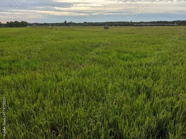 Fototapeta landscape, rice fields