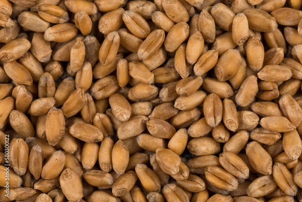 Obraz whole background of wheat grain