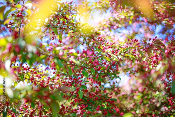 Fototapeta Bright pink and violet tree flower blossoms