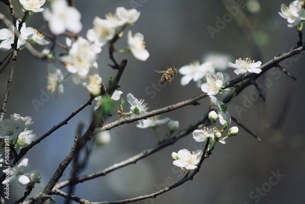 Fototapeta blooming tree