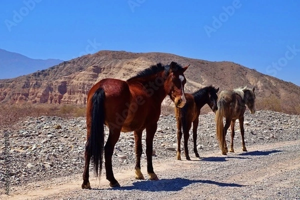 Fototapeta horses in the desert